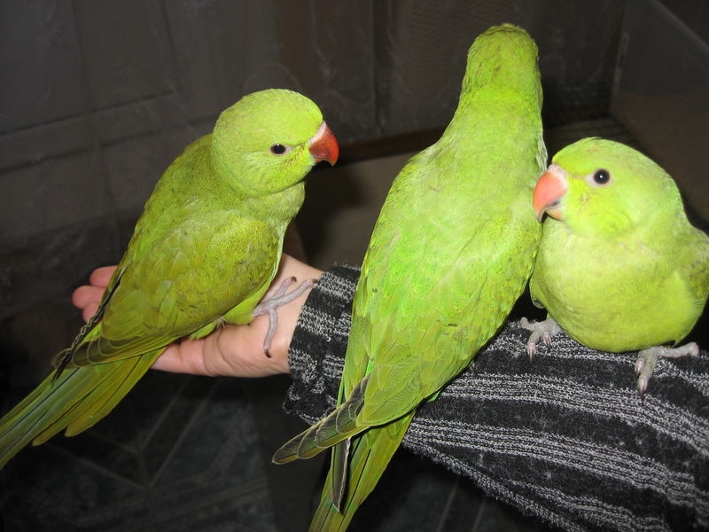 ожереловый попугай уход и содержание