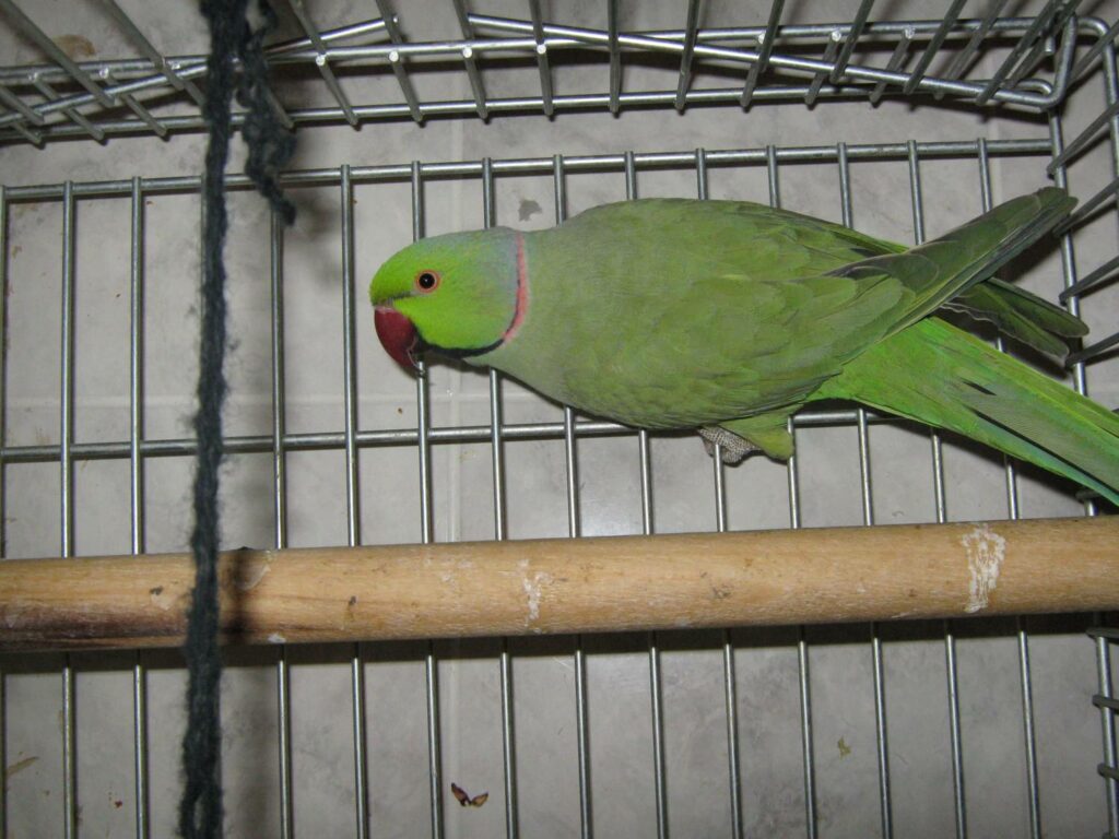 индийский кольчатый попугай
