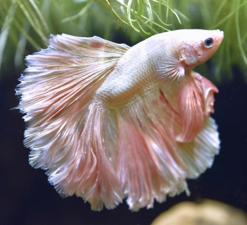 Рейтинг самых красивых рыбок с названиями и фото Рейтинг самых красивых рыбок с названиями и фото