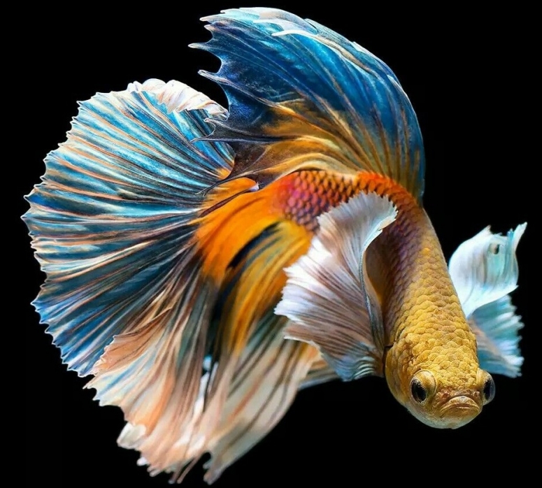 Рейтинг самых красивых рыбок с названиями и фото Рейтинг самых красивых рыбок с названиями и фото