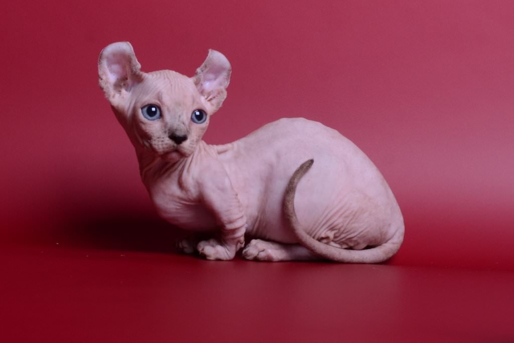 Самые редкие породы кошек (20 фото): в мире, описания с названиями, стоимость