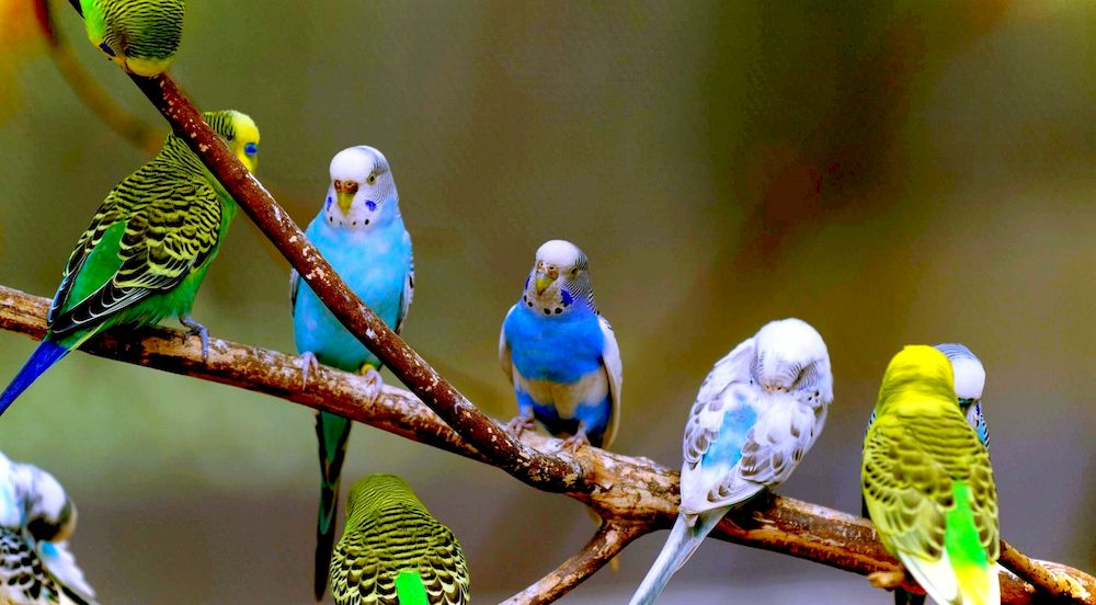 белый попугай с расческой