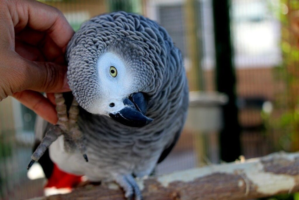 картинка волнистого попугайчика в разных цветах