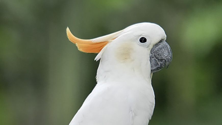 большие попугаи