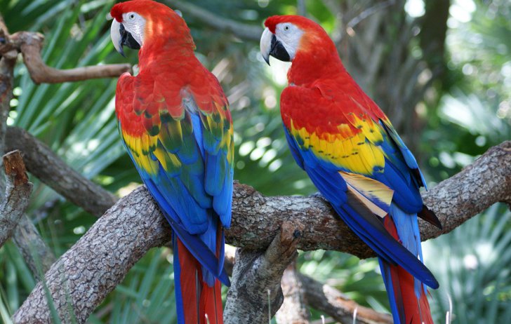 большие попугаи