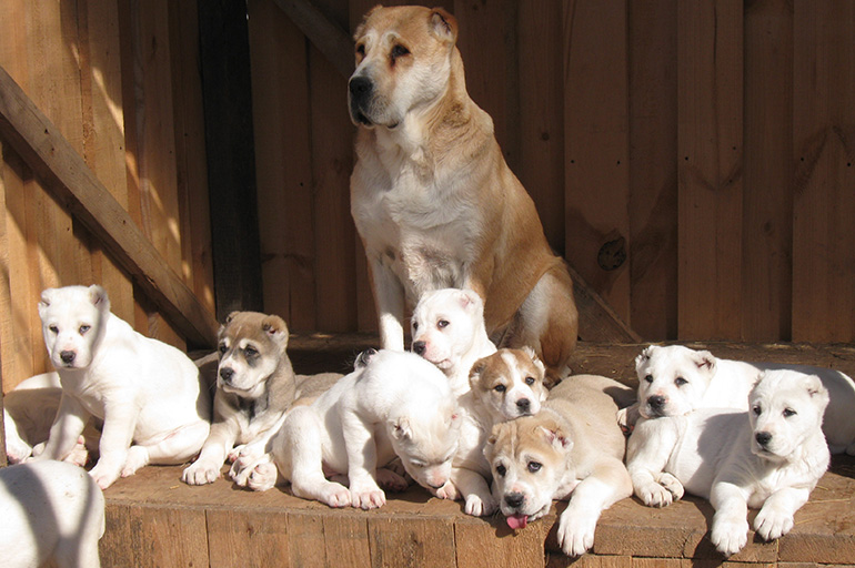 Разведение алабая