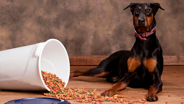 Доберман плюсы и минусы: характеристики, отзывы владельцев