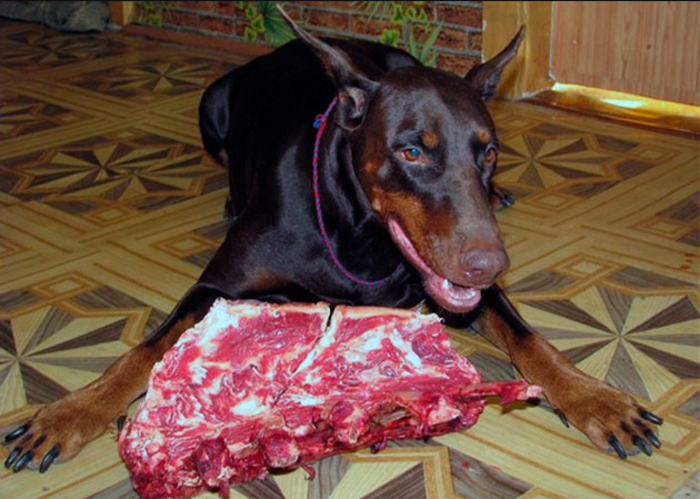 Доберман плюсы и минусы: характеристики, отзывы владельцев