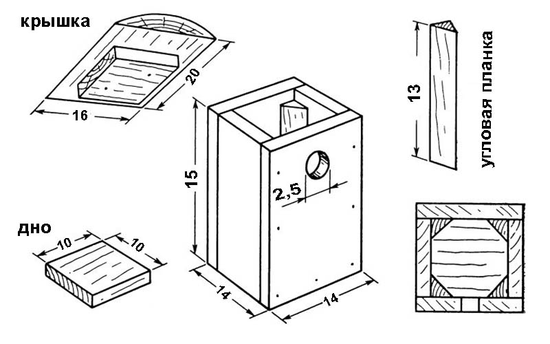 Синица лазоревка - птица в голубой шапочке