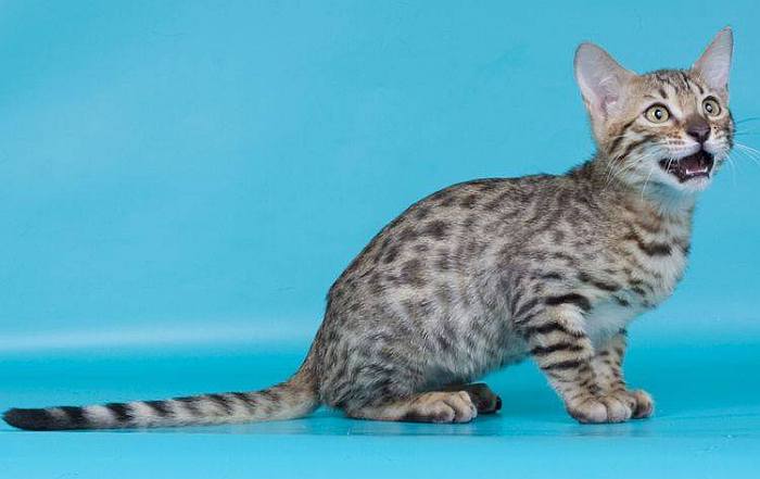 Самые редкие породы кошек (20 фото): в мире, описания с названиями, стоимость
