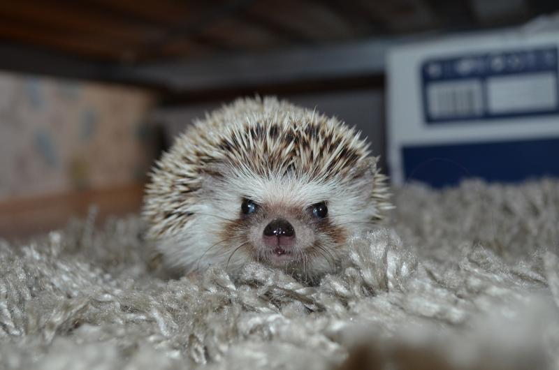 сколько живут ёжики