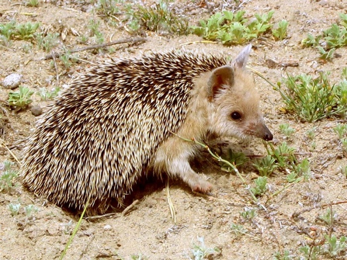 ежи как домашние животные
