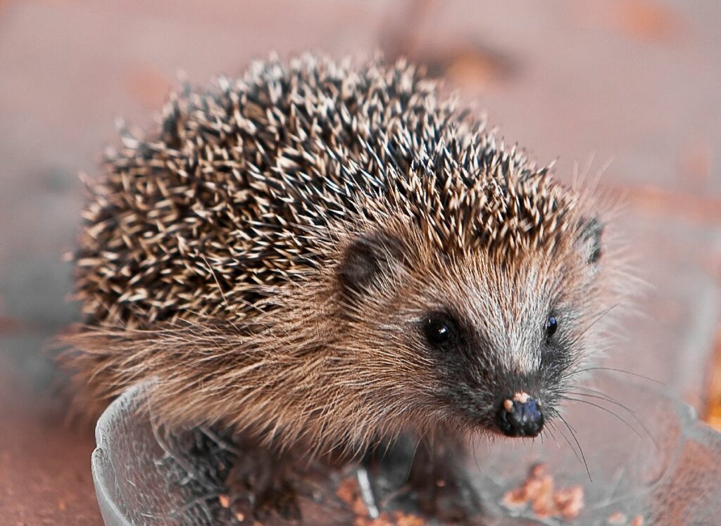 ежи как домашние животные