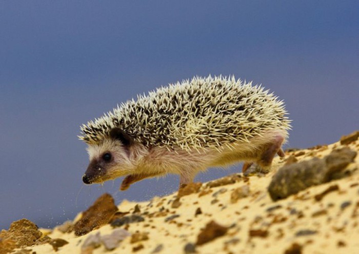 позаботьтесь о ёжике