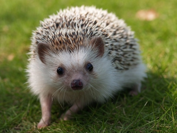 держать ёжика дома