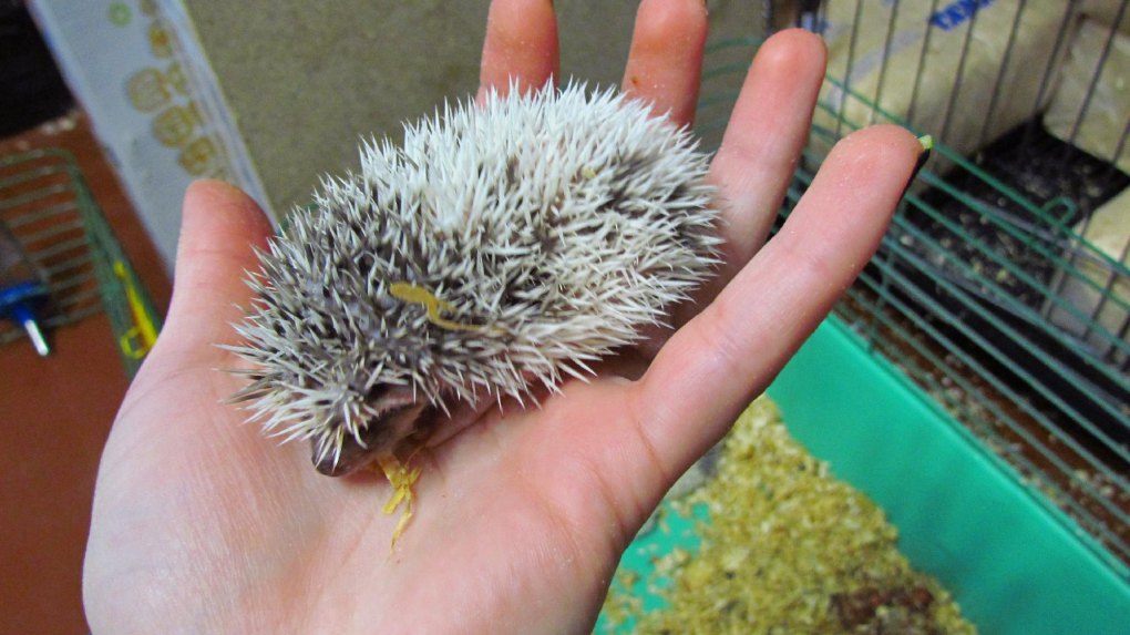 сколько живут ёжики