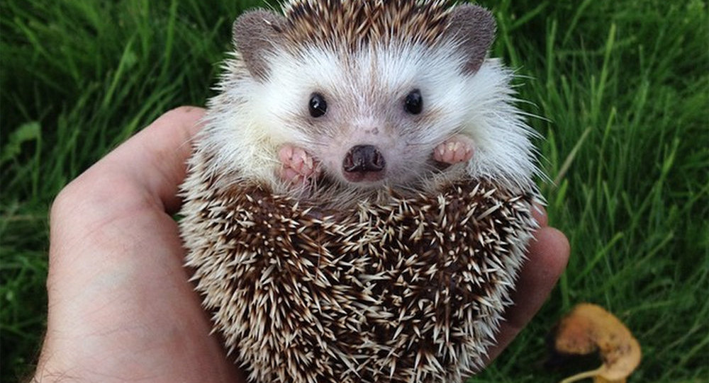 держать дома ёжика