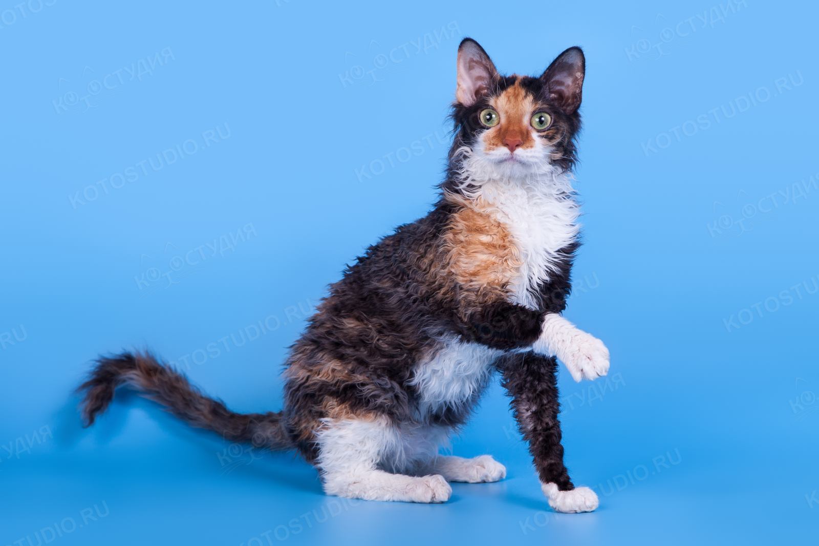 Самые редкие породы кошек (20 фото): в мире, описания с названиями, стоимость