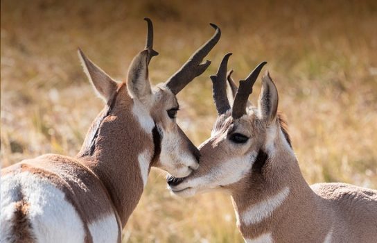 Размножение вилорогой антилопы