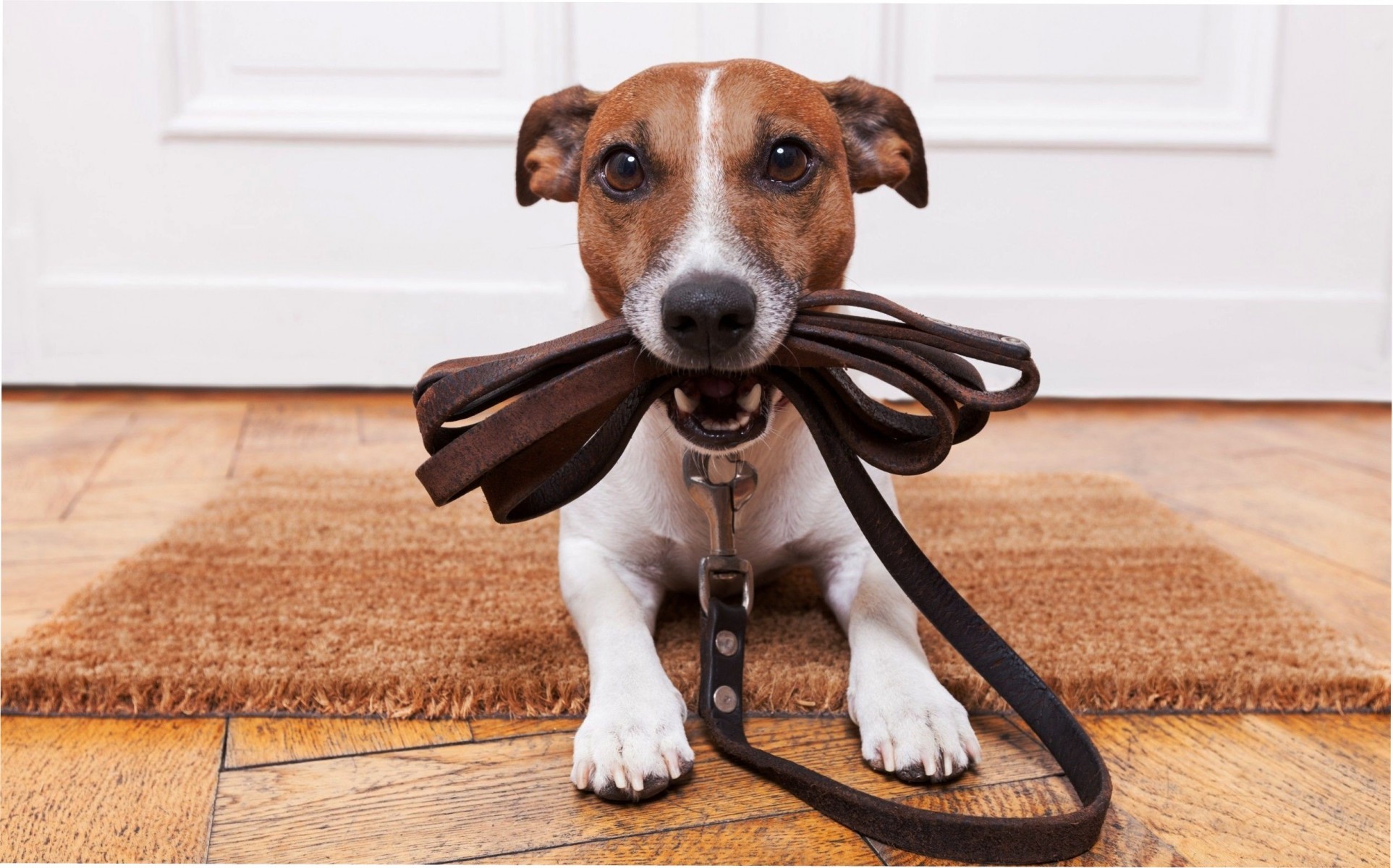 Все о Джек-Рассел-Терьере: описание, характер и уход