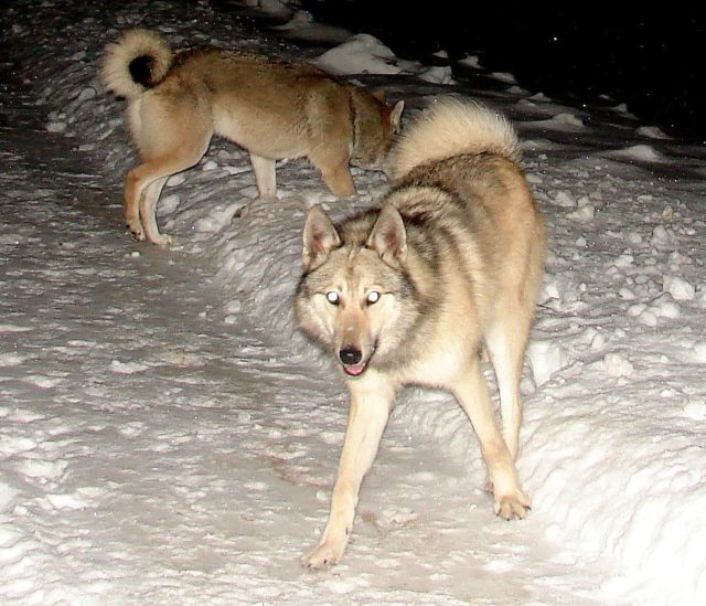 ТОП-15 пород собак, похожих на волка