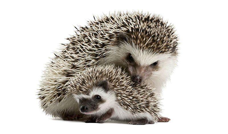 Африканский карлик Африканский карлик