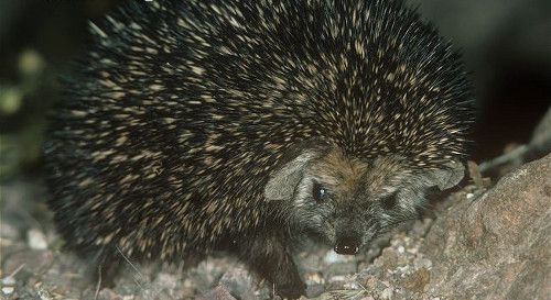 Длинноиглый Длинноиглый