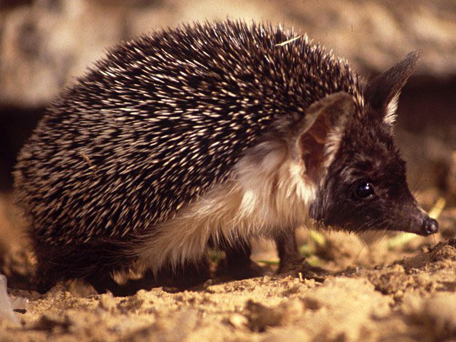 Эфиопский ёж Эфиопский ёж