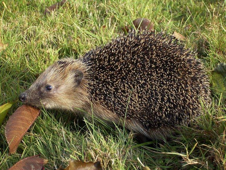 что есть ёж что есть ёж