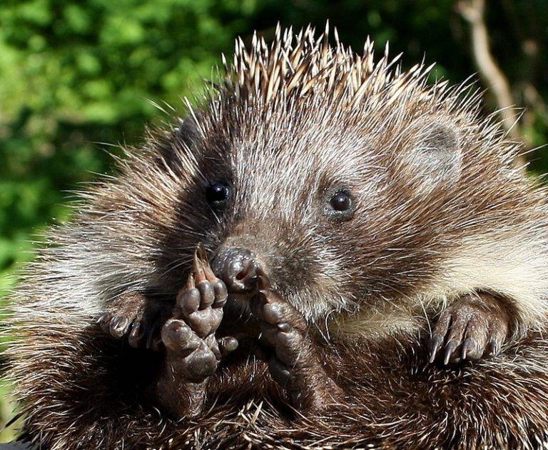 ёж образ жизни ёж образ жизни