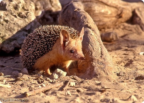 ёж повадки ёж повадки