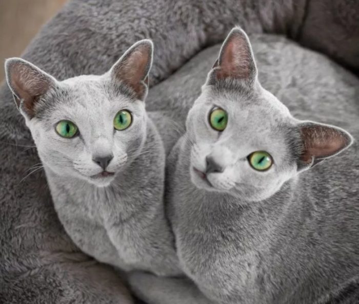 Почему так популярная русская голубая кошка: особенности породы, характер, здоровье