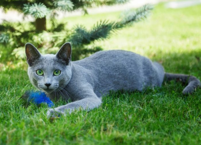Почему так популярная русская голубая кошка: особенности породы, характер, здоровье
