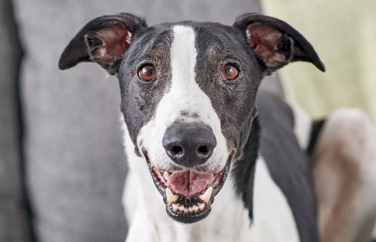 Грейхаунд Грейхаунд наблюдает за тобой