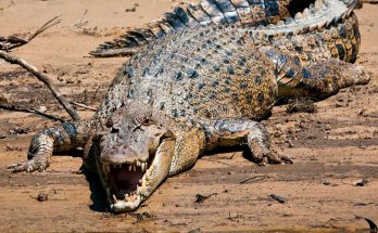 Хохлатый крокодил