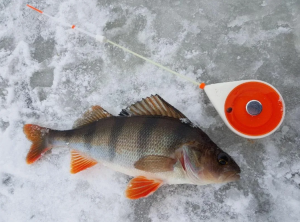 Оснщение Глухозимье – особенно сложный период рыбалки