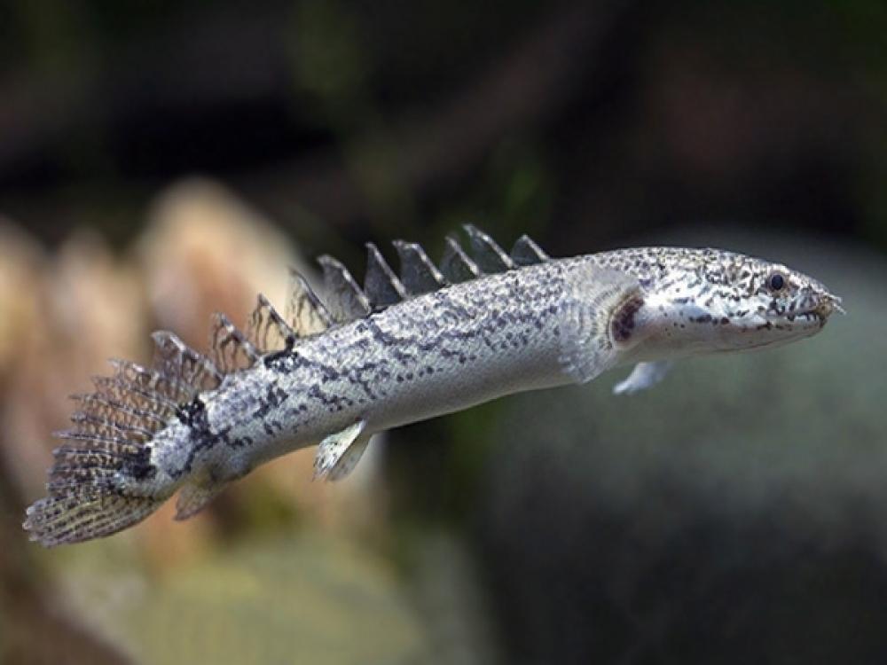 Полиптерус: сенегальский, эндлихера, дельгези, рыба дракон, аквариумный многопер, орнатипинис, альбинос (содержание, совместимость)