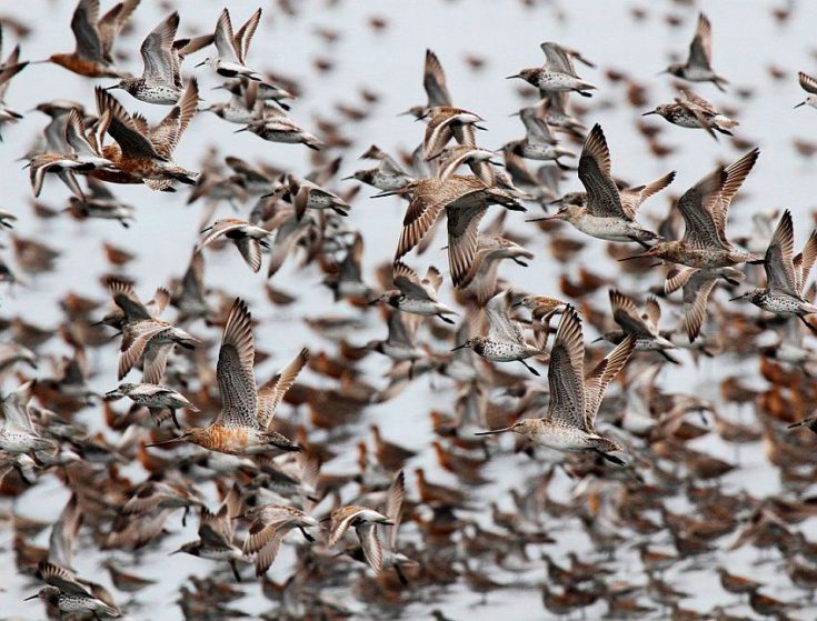 Бекас – описание птицы, где обитает и чем питается