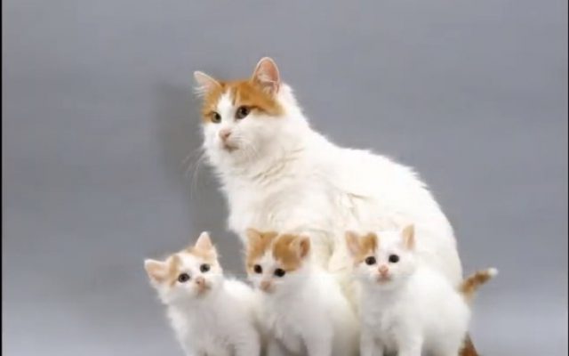 Турецкий ван: описание породы кошек, характер, особенности содержания