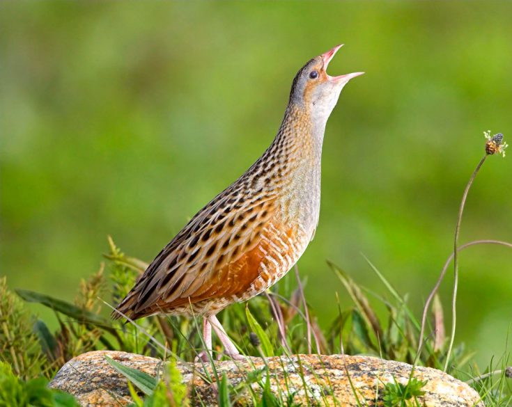 Коростель - описание, где обитает и как выглядит