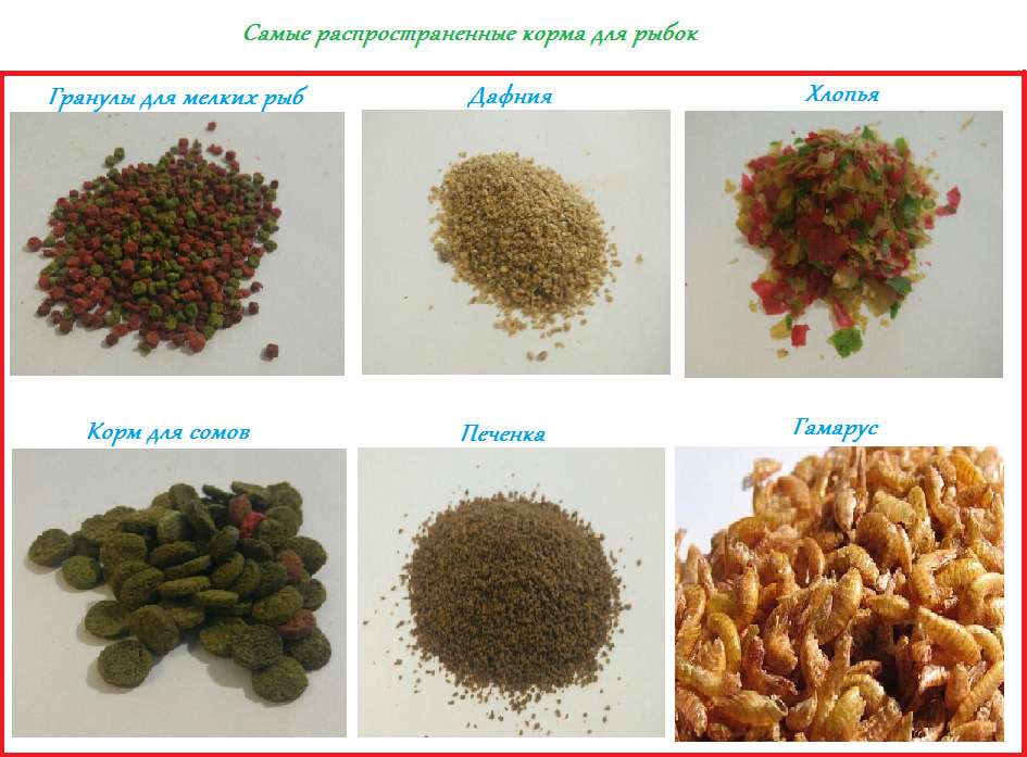 Самые яркие аквариумные рыбки: топ 10 с названиями и фото