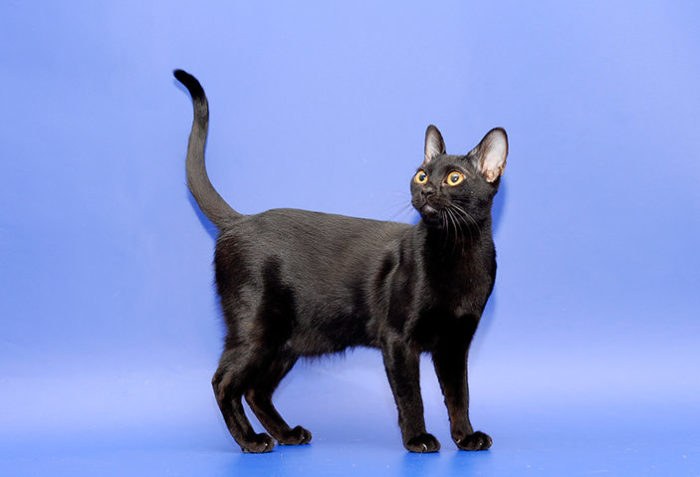 Бомбейская кошка: факты, описание породы