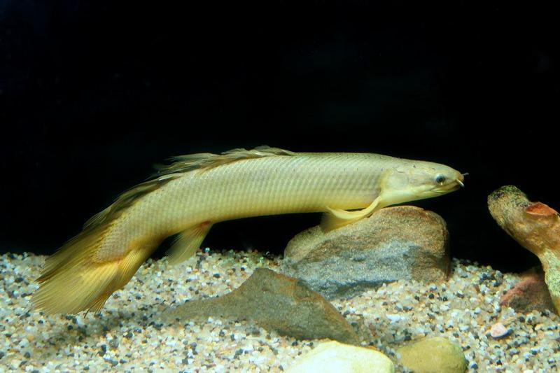 Полиптерус: сенегальский, эндлихера, дельгези, рыба дракон, аквариумный многопер, орнатипинис, альбинос (содержание, совместимость)