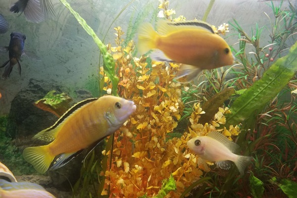 Цихлиды в аквариуме