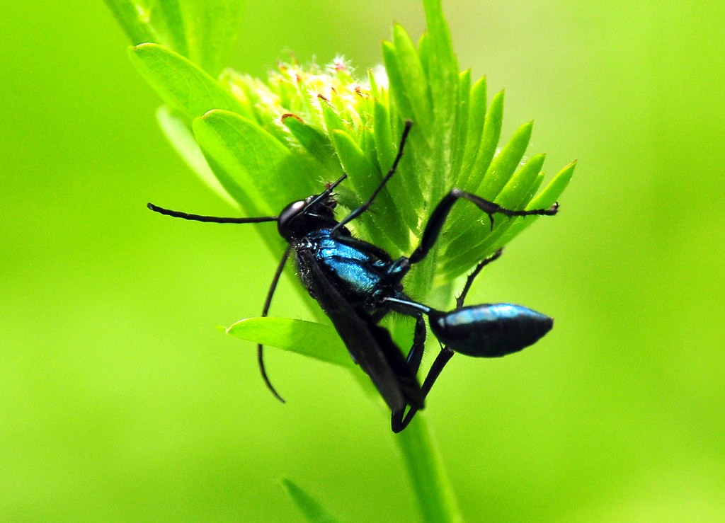 Паук Черная вдова