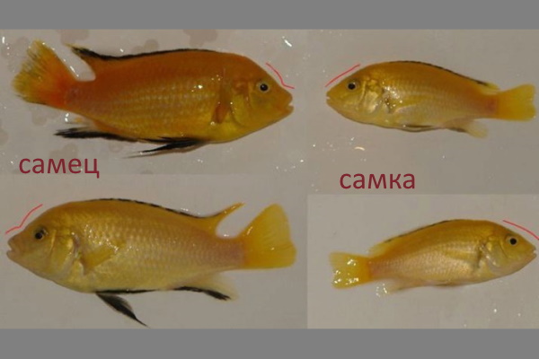 Самец и самка