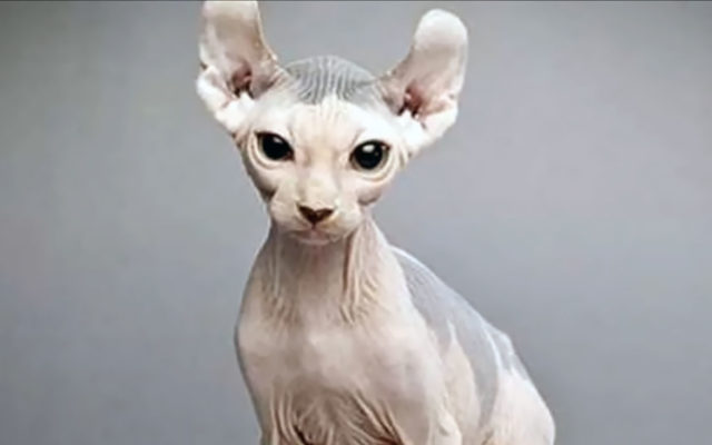 Кошки с большими ушами: список и название пород, описание, фото