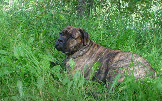 Бульмастиф: характеристика породы