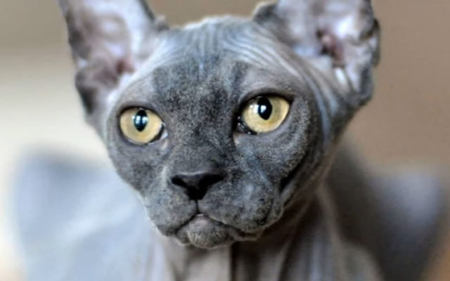 Кошки с большими ушами: список и название пород, описание, фото