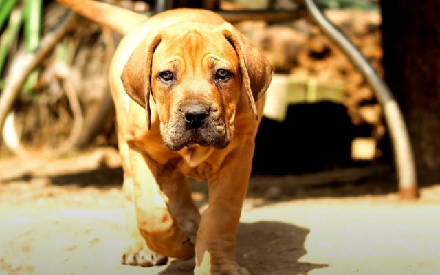 Бурбуль африканский - описание, характер, характеристики